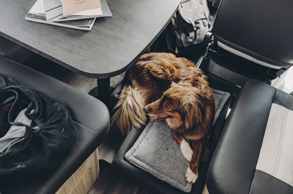 THE SUNLIGHT DOG BED