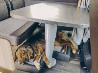 Sunlight-Hundebett inkl. Sunlight-Hundebett inkl. Einlegekissen